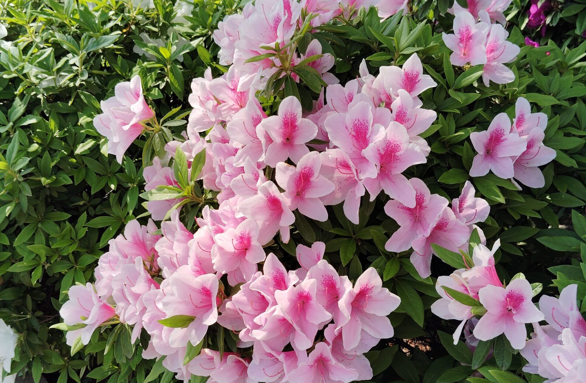 つつじの花。爽やかな春を感じる