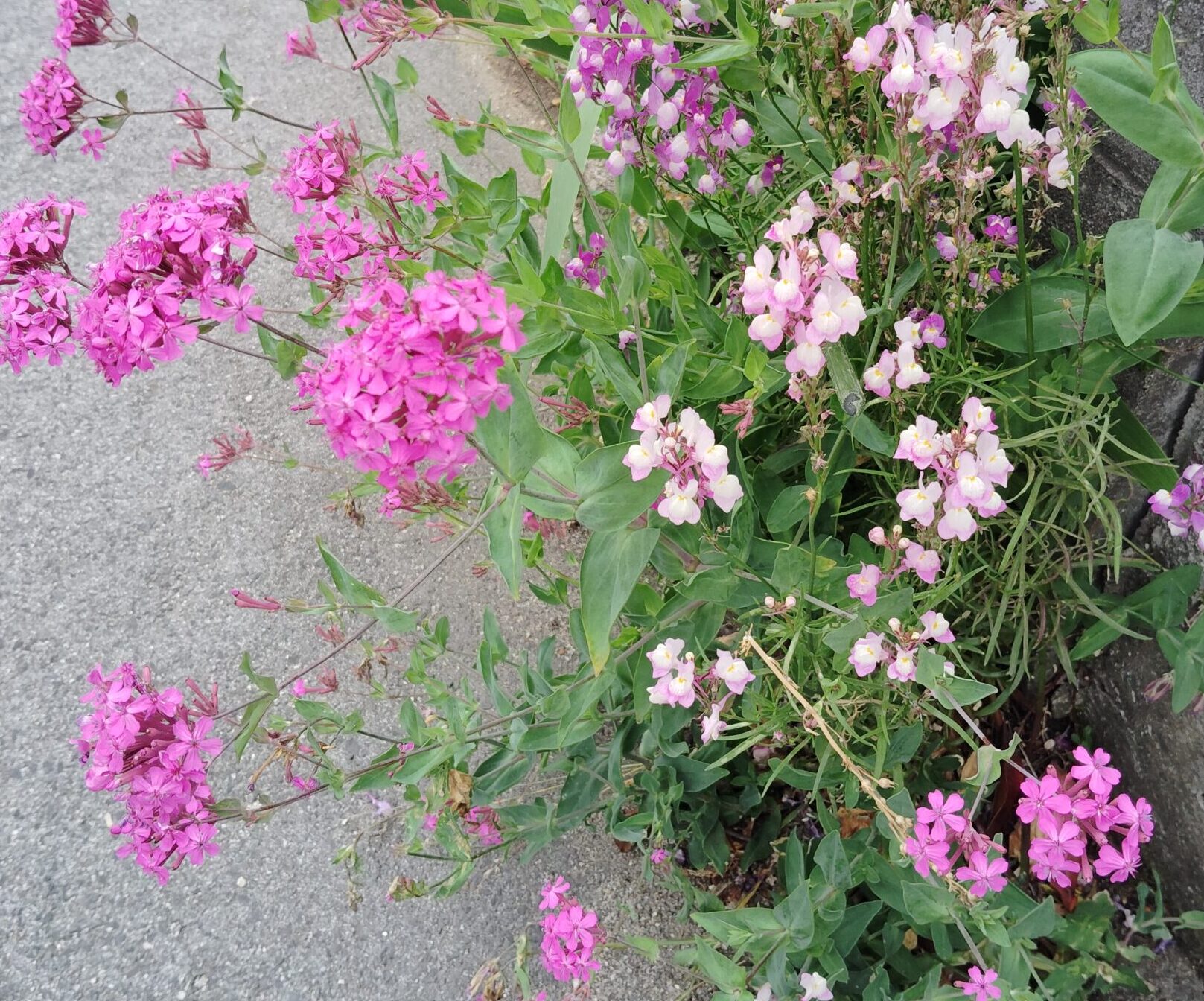 心洗われる花