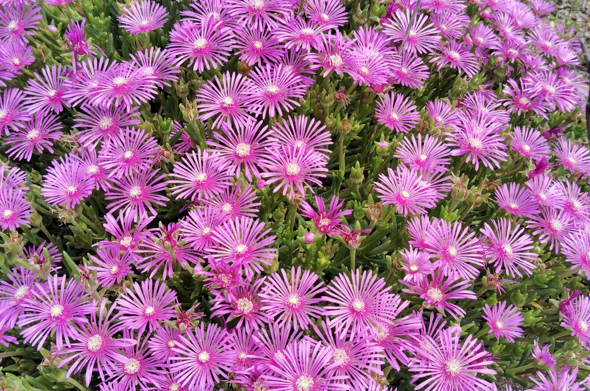 春の花